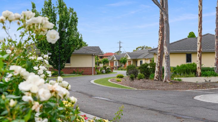 White roses in the foreground, view down street showing rows of cream coloured homes