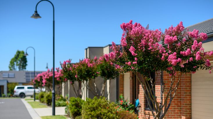 View of trees with bright pink flowers in front gardens, lamppost in background