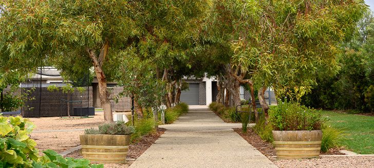 A paved path framed with trees.