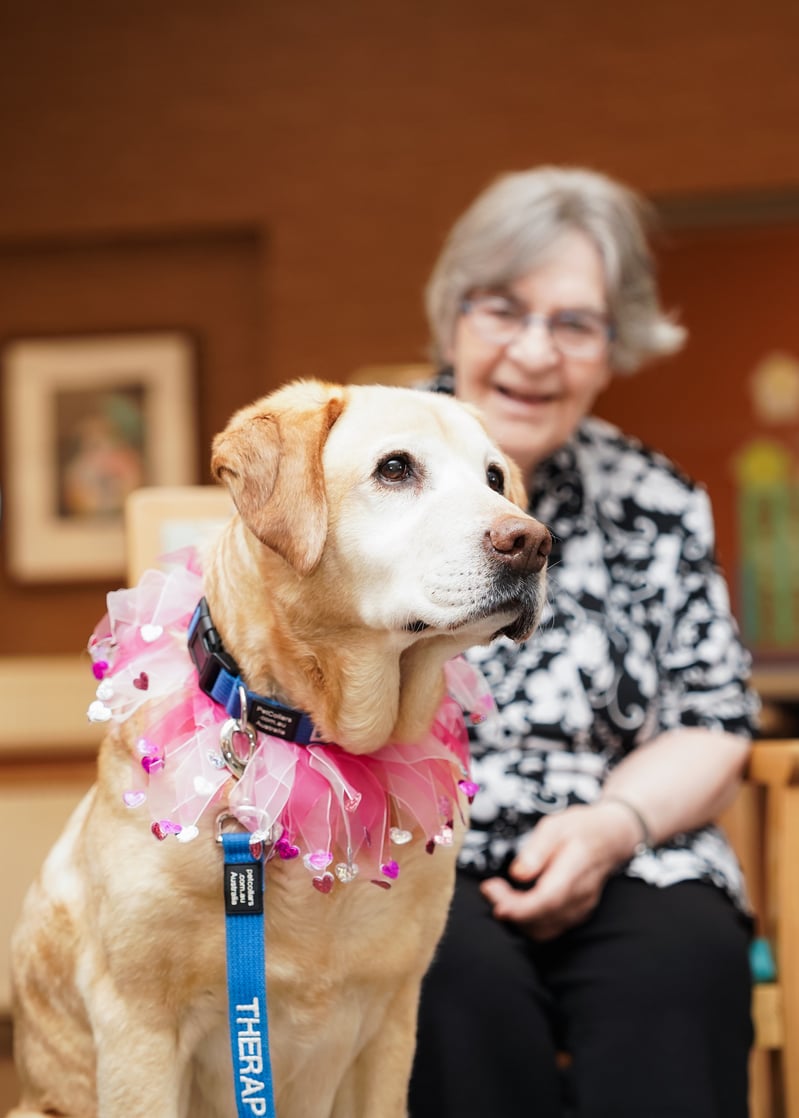 Lizzy the labrador is a popular visitor