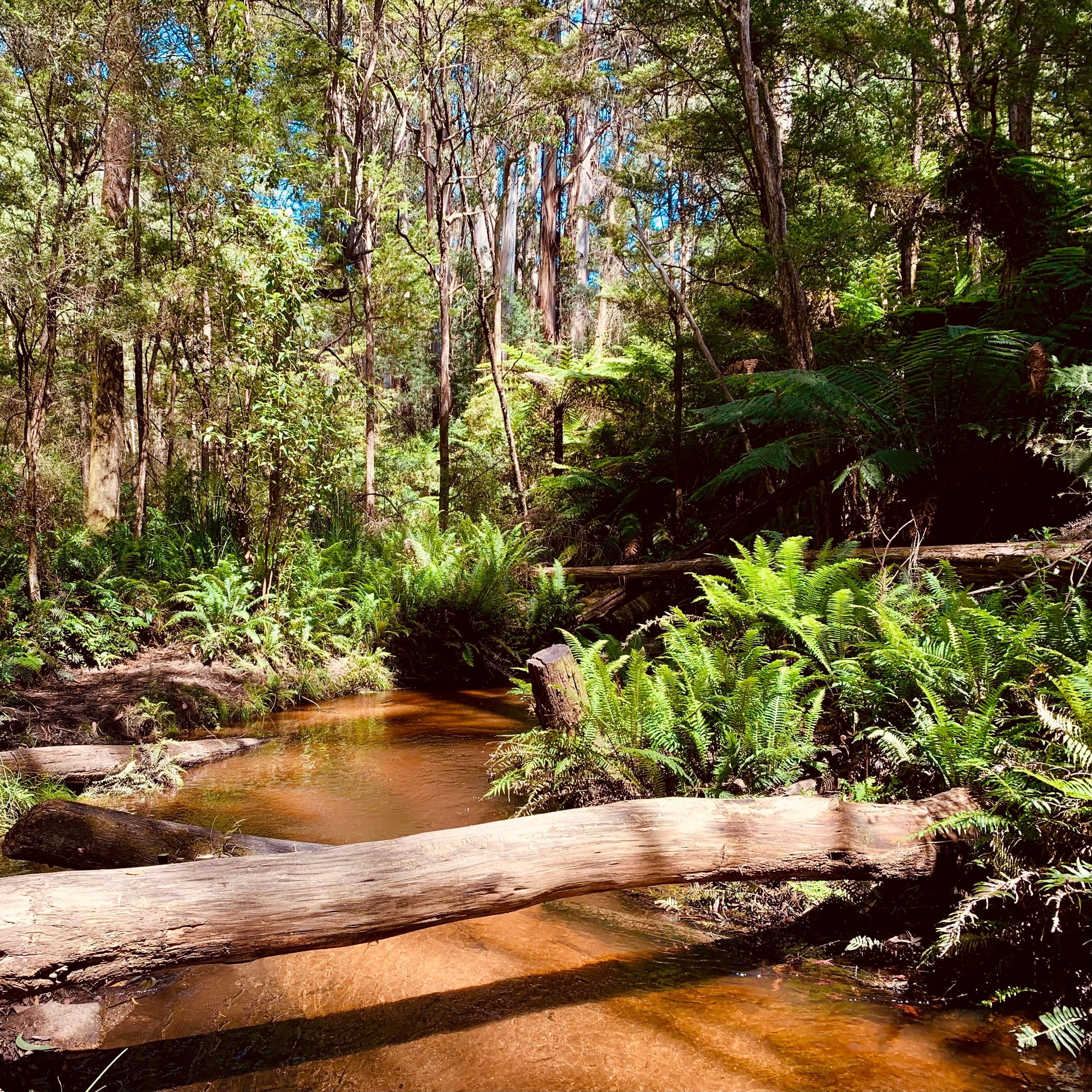 Forest foraging nature walk (Warburton)